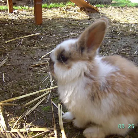 Dom wakacyjny D'hote Manoir De La Baudonniere Monsireigne