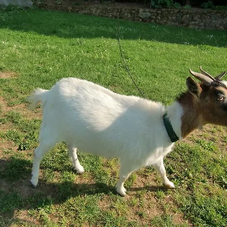 別荘 D'hote Manoir De La Baudonniere Monsireigne