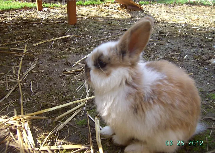 Vakantiehuis D'hote Manoir De La Baudonniere Monsireigne