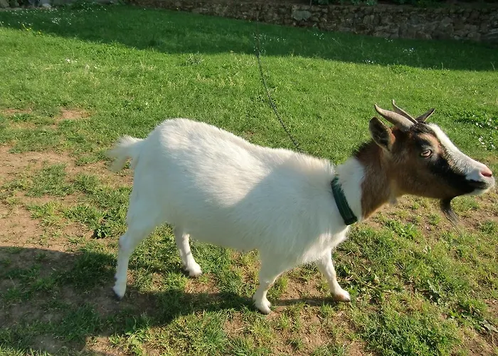 بيت للعطل D'hote Manoir De La Baudonniere Monsireigne