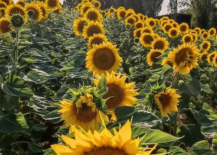 D'hote Manoir De La Baudonniere *