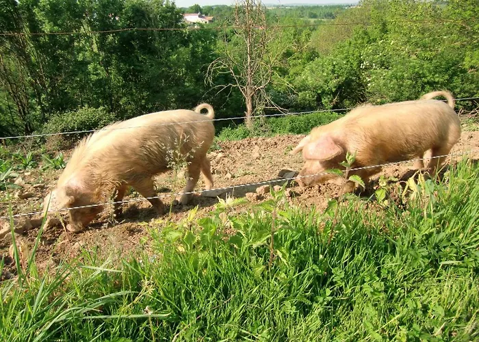 Vakantiehuis D'hote Manoir De La Baudonniere *